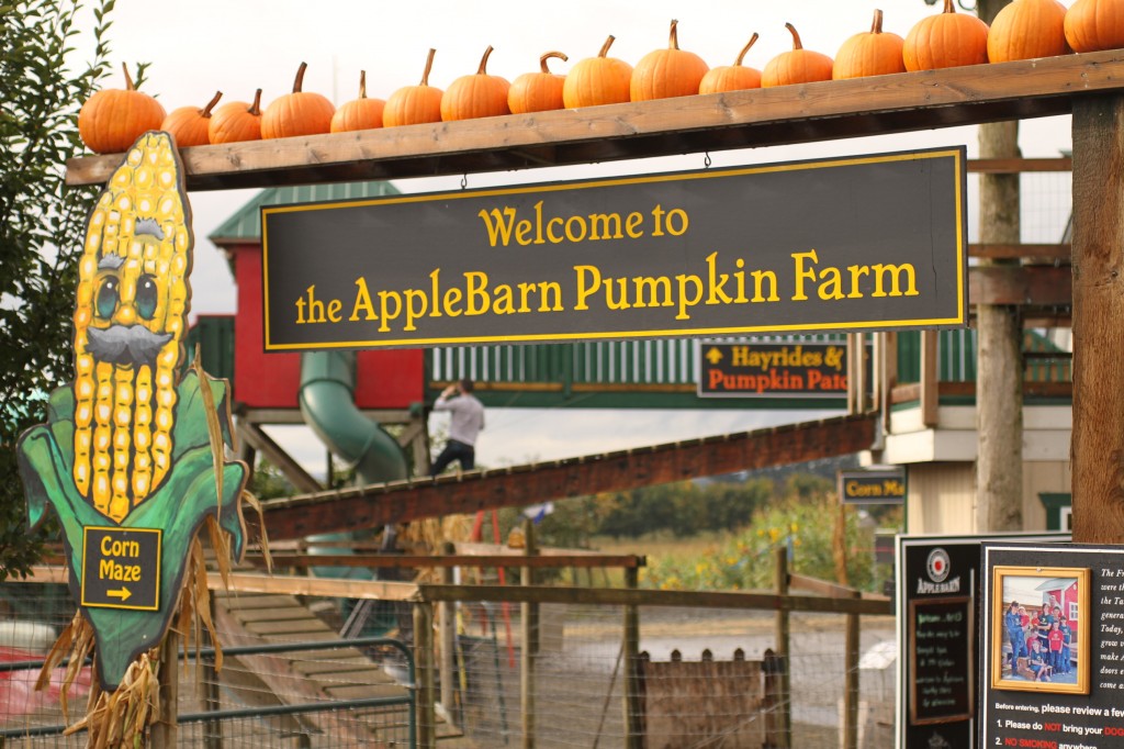 The pumpkin patch at the AppleBarn Pumpkin Farm at Taves Family Farm in Abbotsford BC