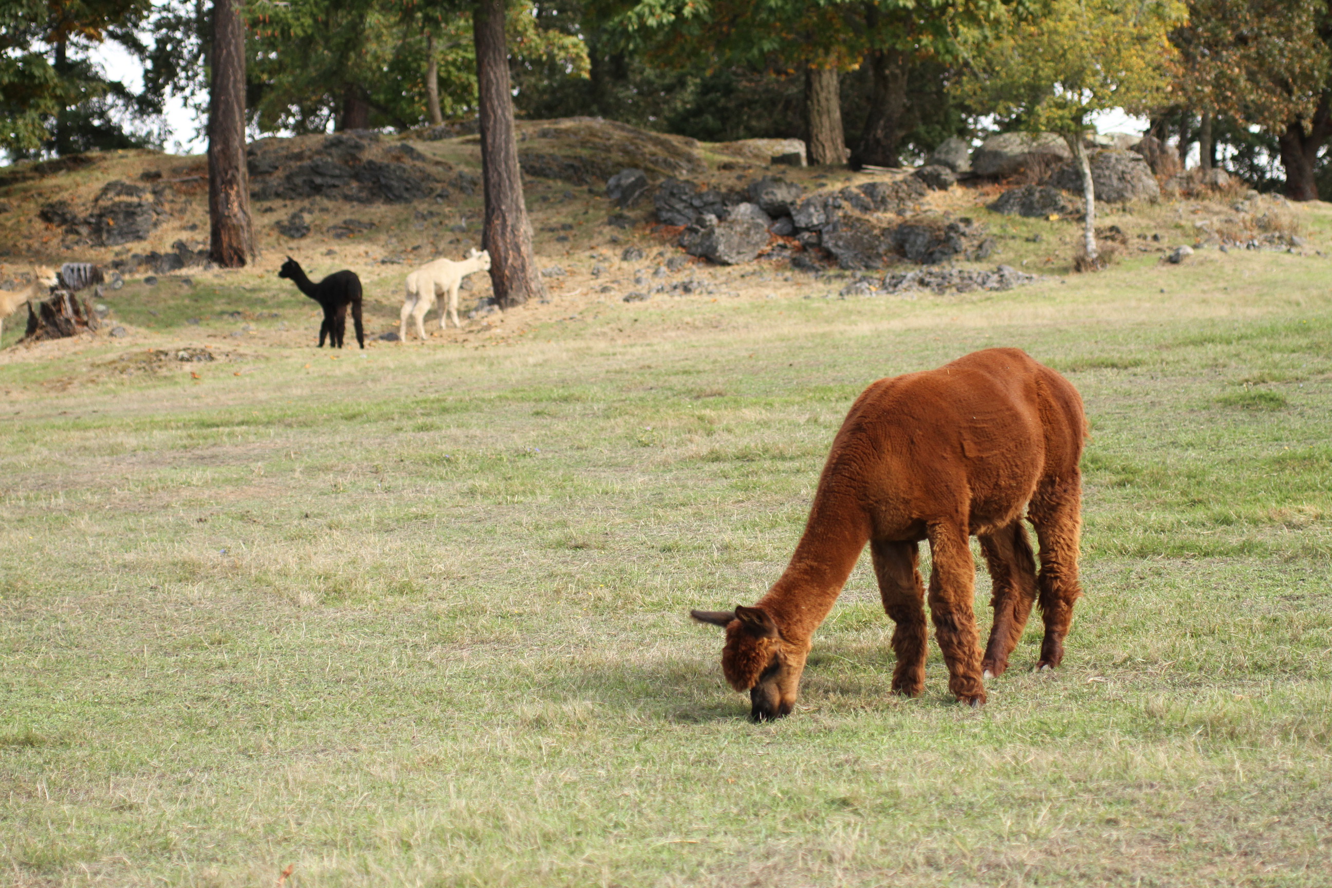 Alpacas at the Krystal Acres Alpaca Farm