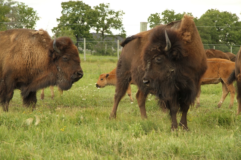 bison07