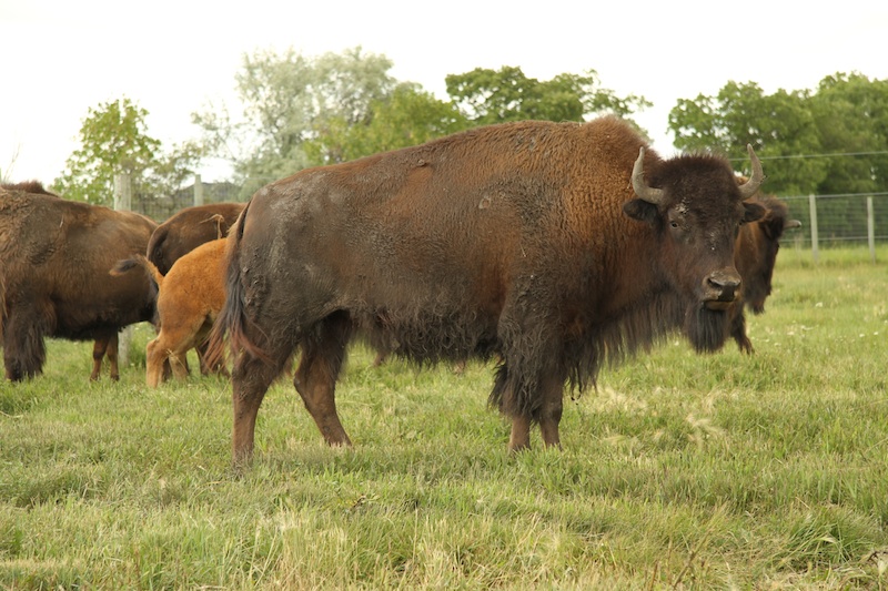 bison11
