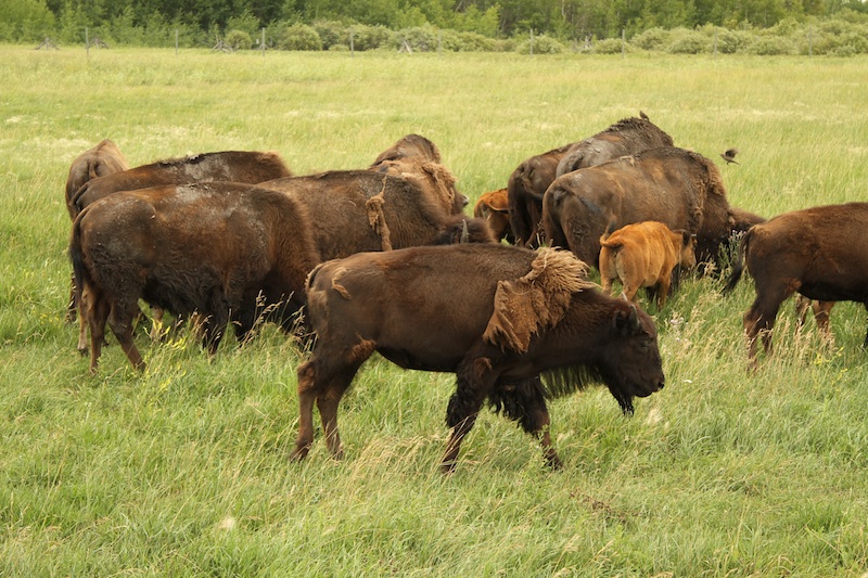 bison12