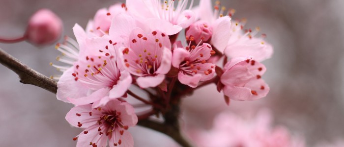Japanese plum blossoms