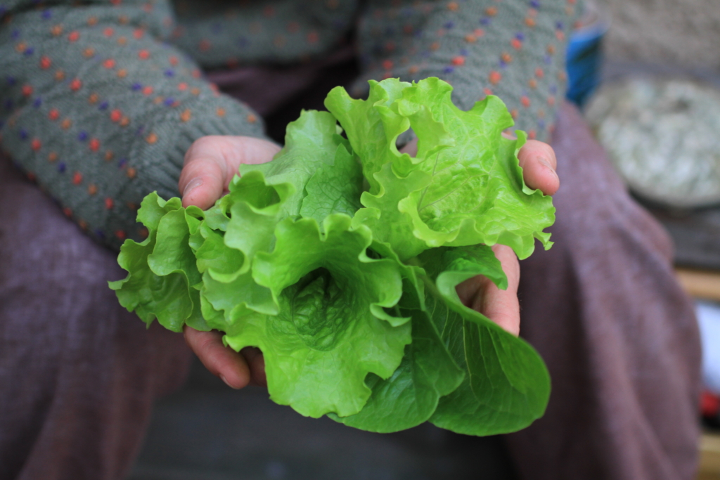 Eating local in East Van: lettuce grown in the garden