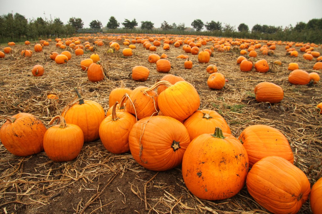 The pumpkin patch at the AppleBarn Pumpkin Farm at Taves Family Farm in Abbotsford BC