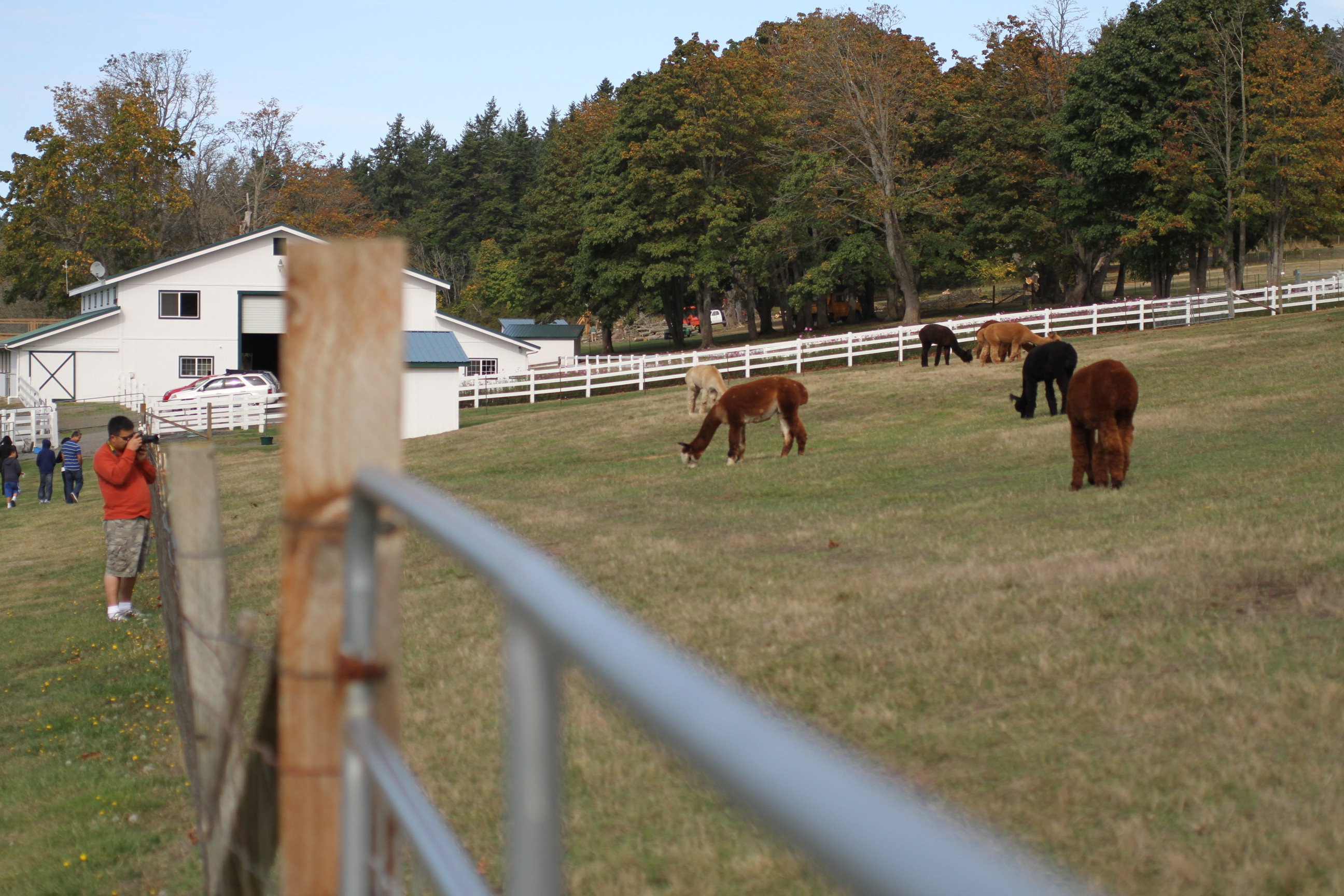 Alpaca Farm