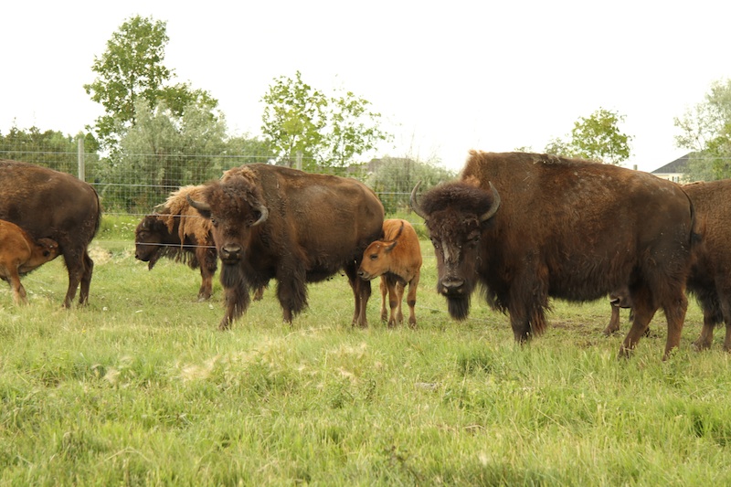 bison01