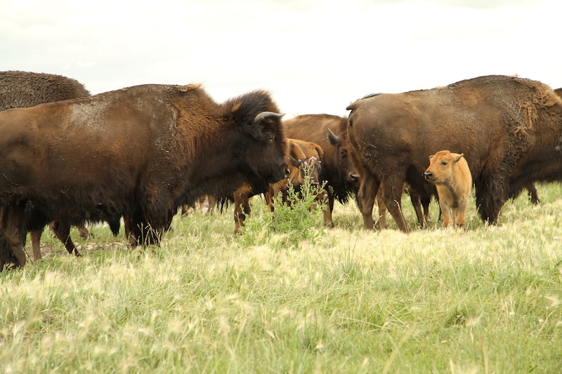 Adventures in Pembina Valley, Manitoba