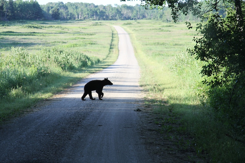 Black Bear in Riding Mountain National Park. Photo: Robyn Hanson