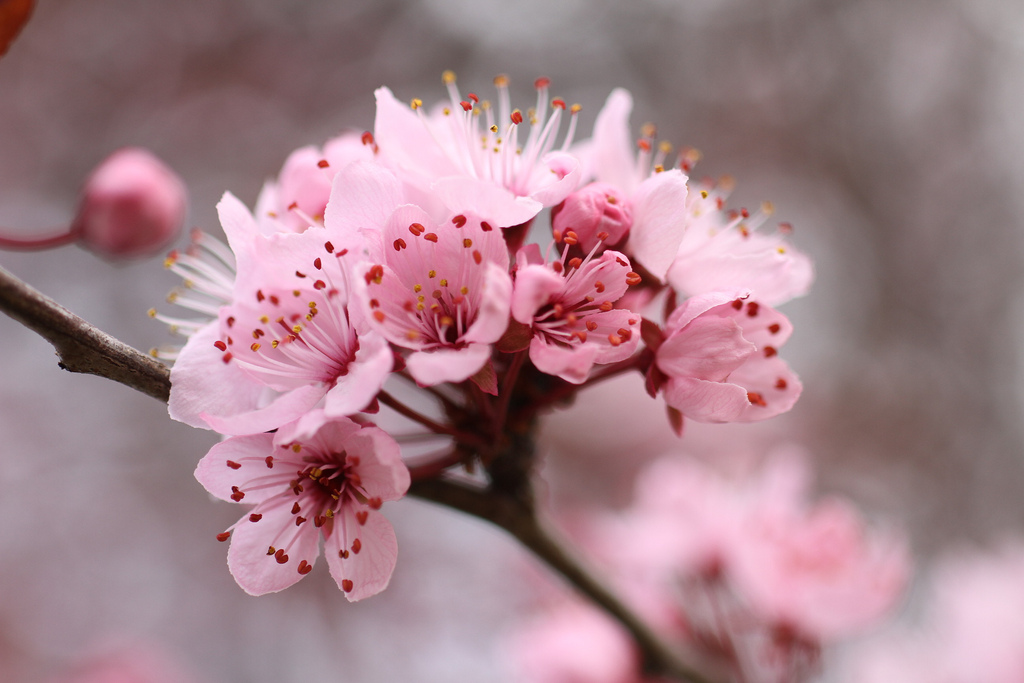 Japanese plum blossoms