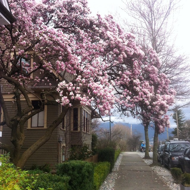 Magnolias in Vancouver. Photo: Robyn Hanson