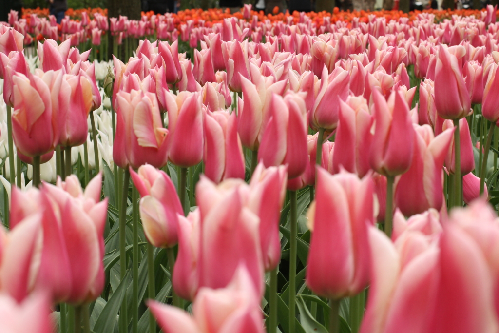 Pink tulips in Keukenhof