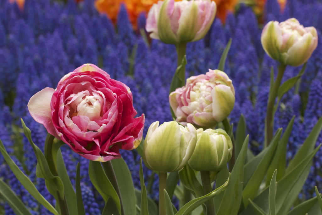 Keukenhof