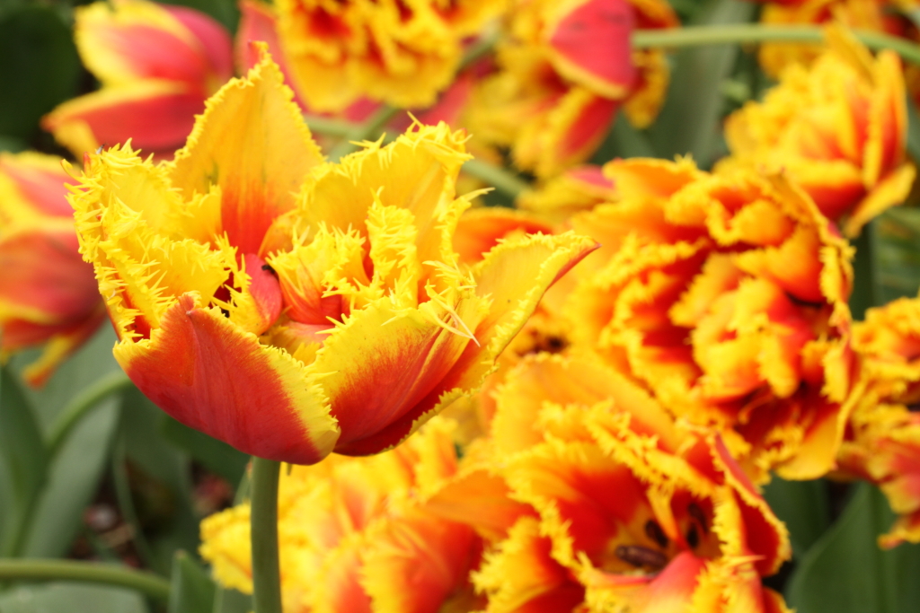 Tulips at Keukenhof