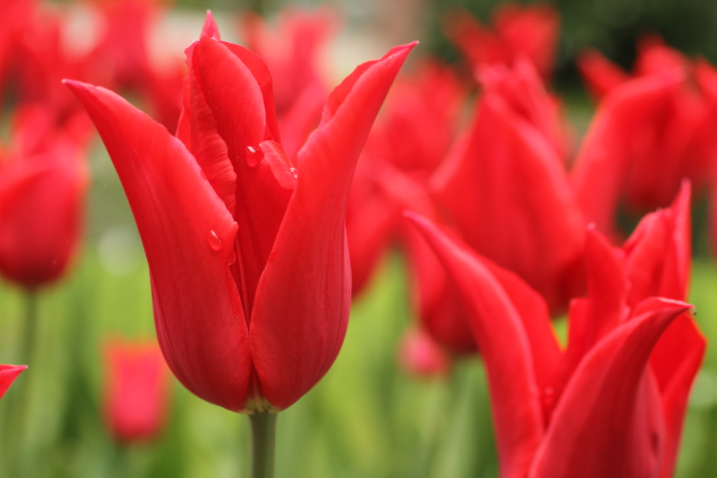 Keukenhof