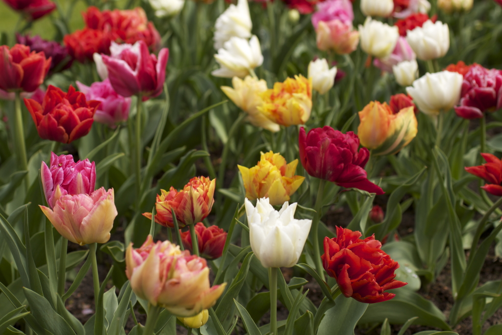 Keukenhof in May 2013