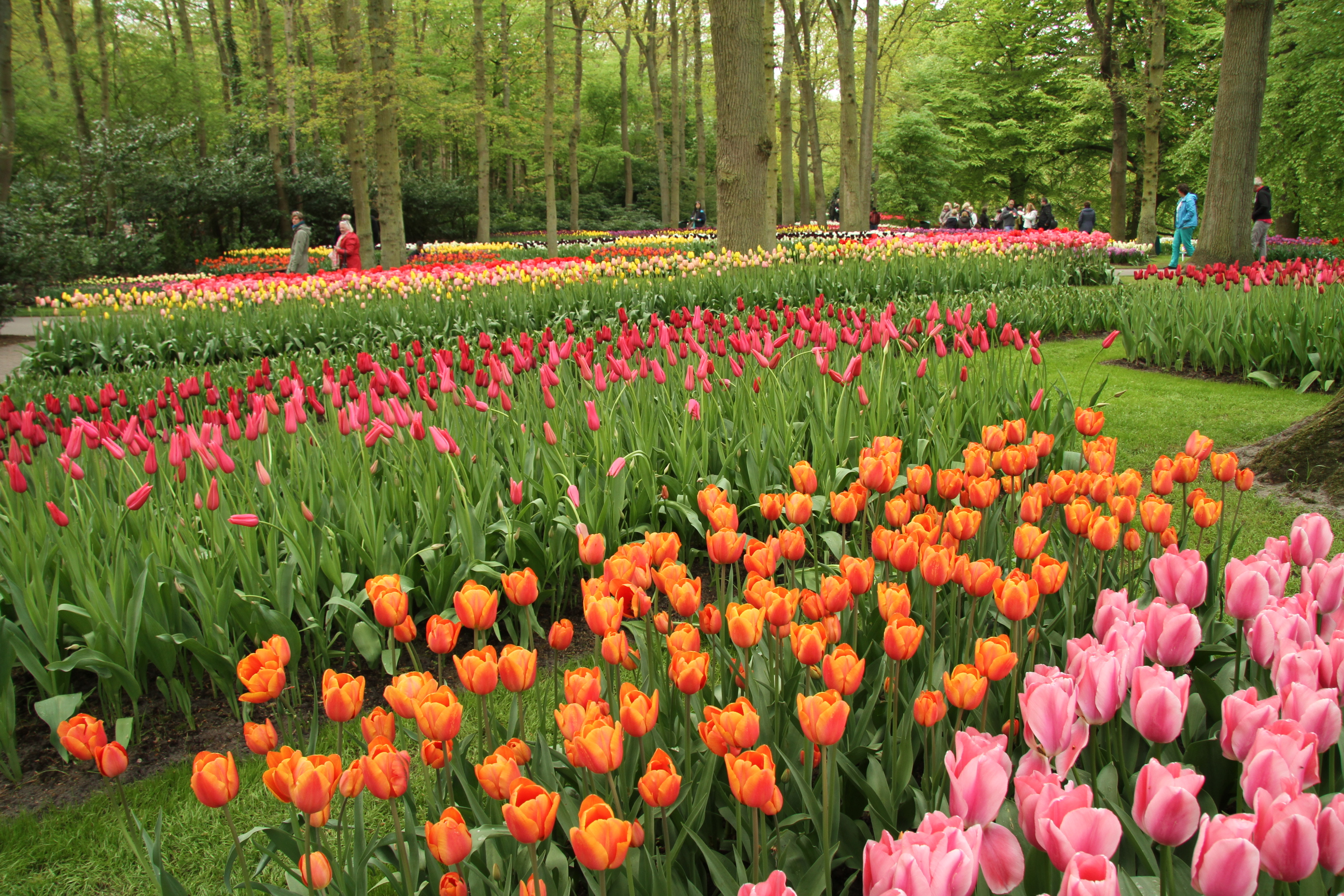 Keukenhof tulips in May 2013