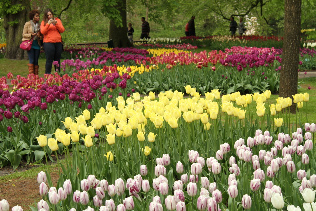 Keukenhof in May 2013