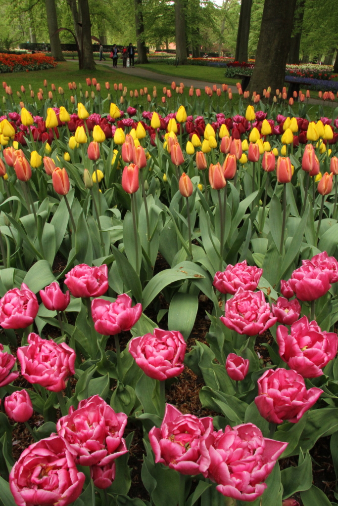 Keukenhof