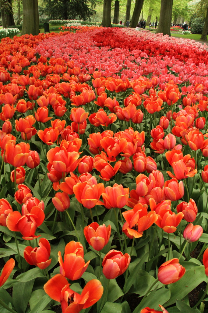 Tulips at Keukenhof