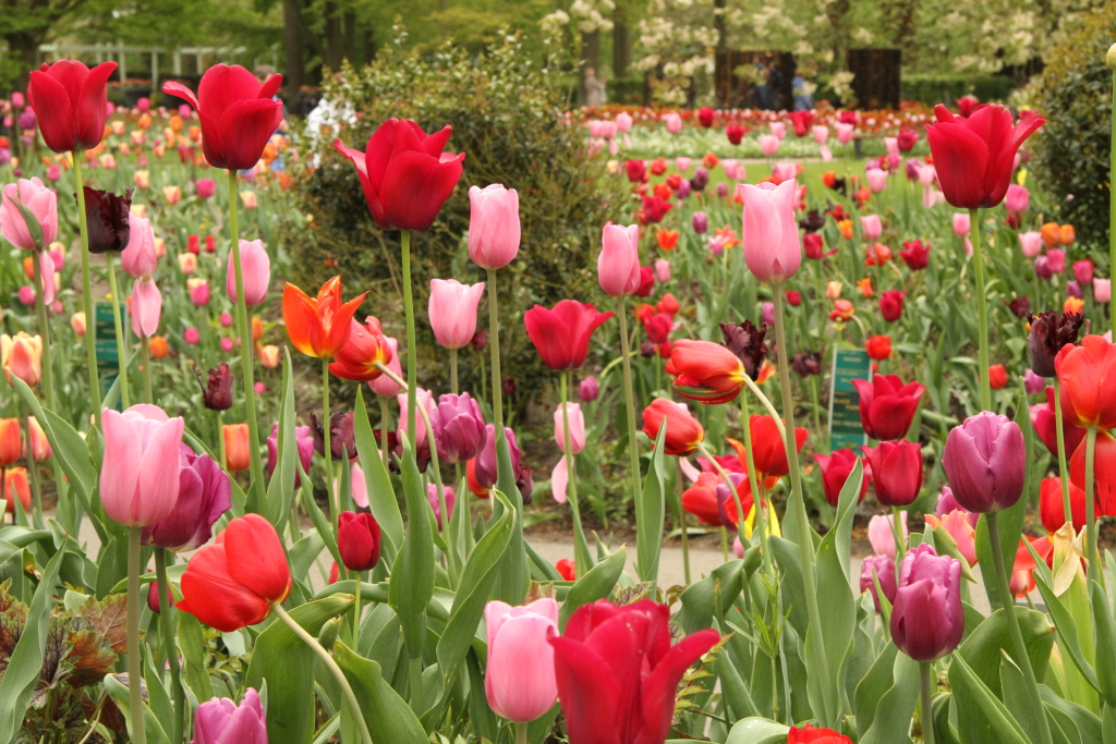 Keukenhof in May 2013