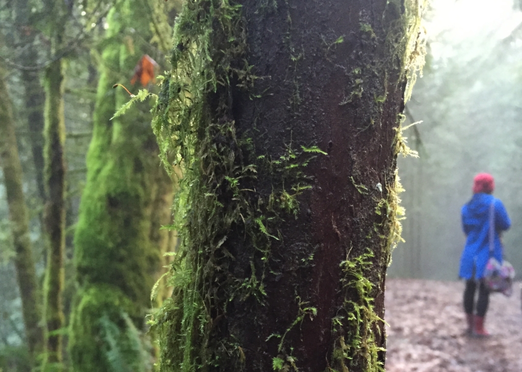 Capilano River Regional Park in February. Photo: Robyn Hanson