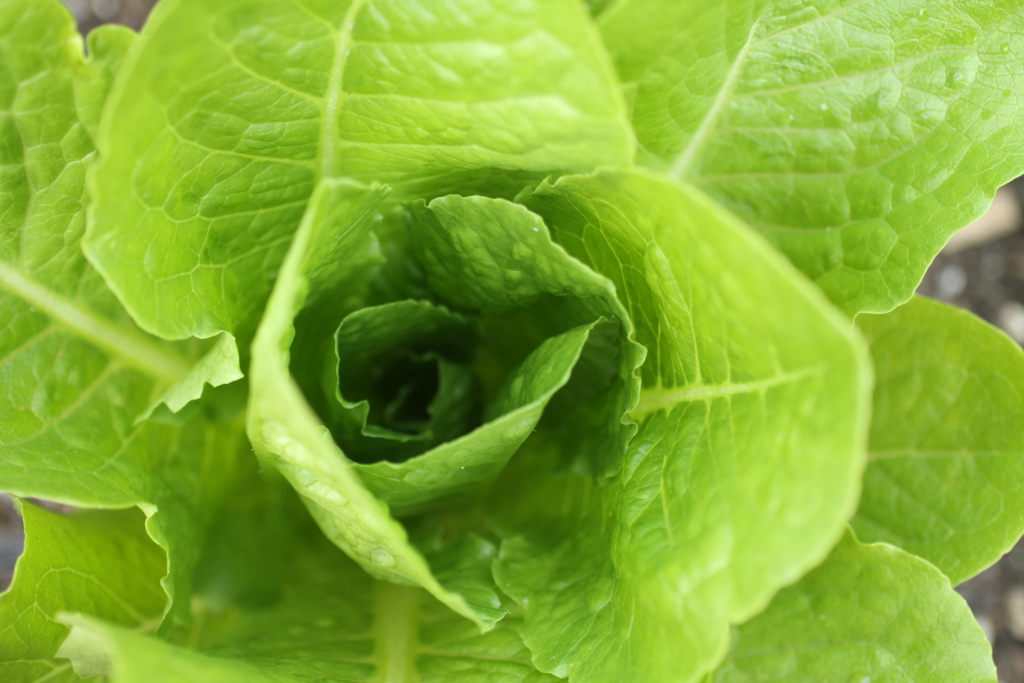 Green romaine lettuce