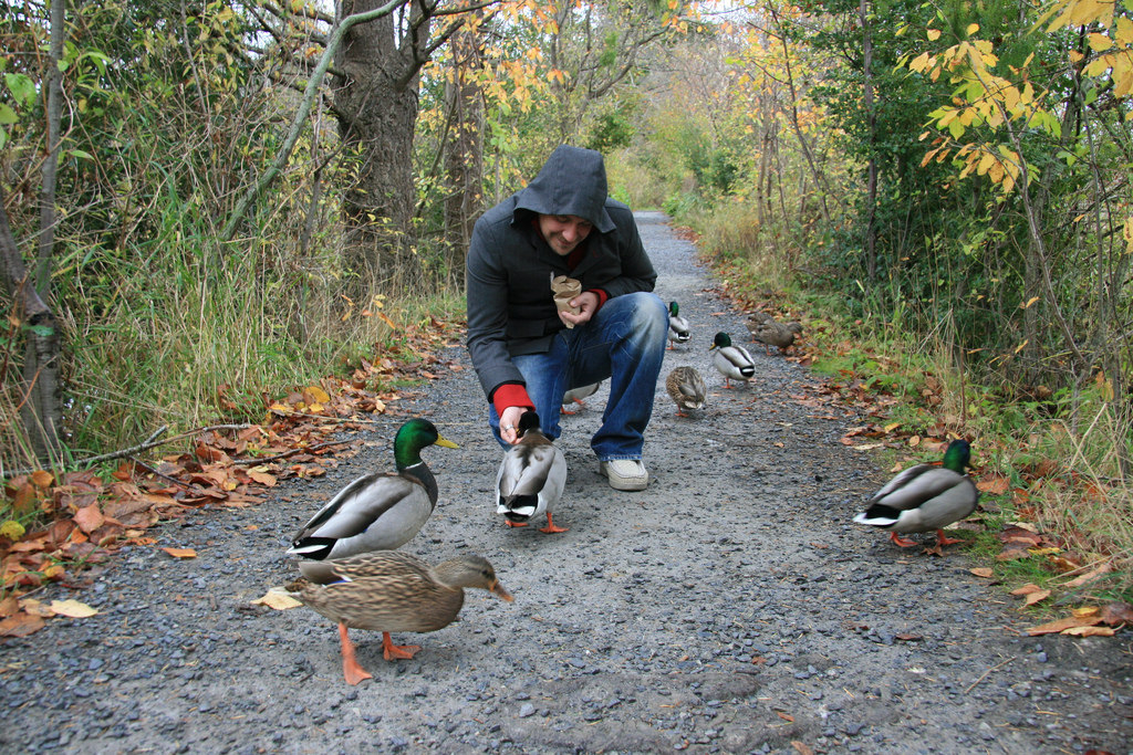 Feeding ducks at the Reifel Bird Sanctuary. Photo: Robyn Hanson