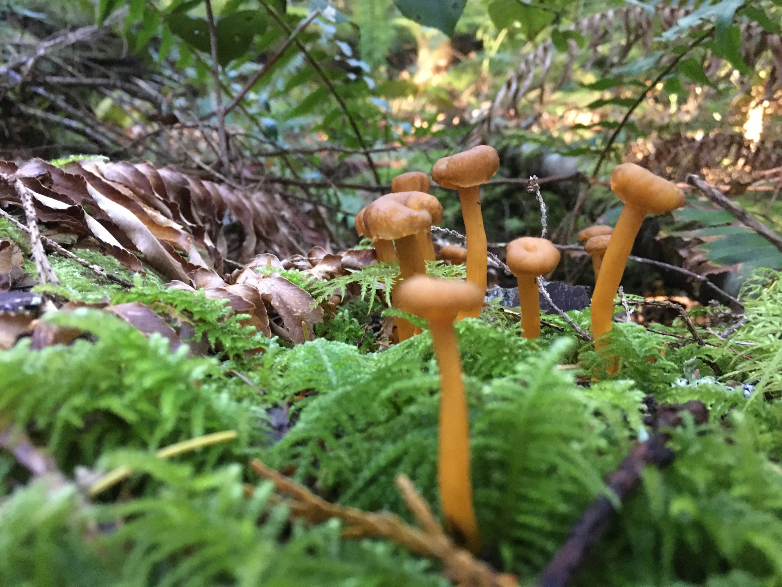Winter chanterelles growing in the Roberts Creek rainforest.