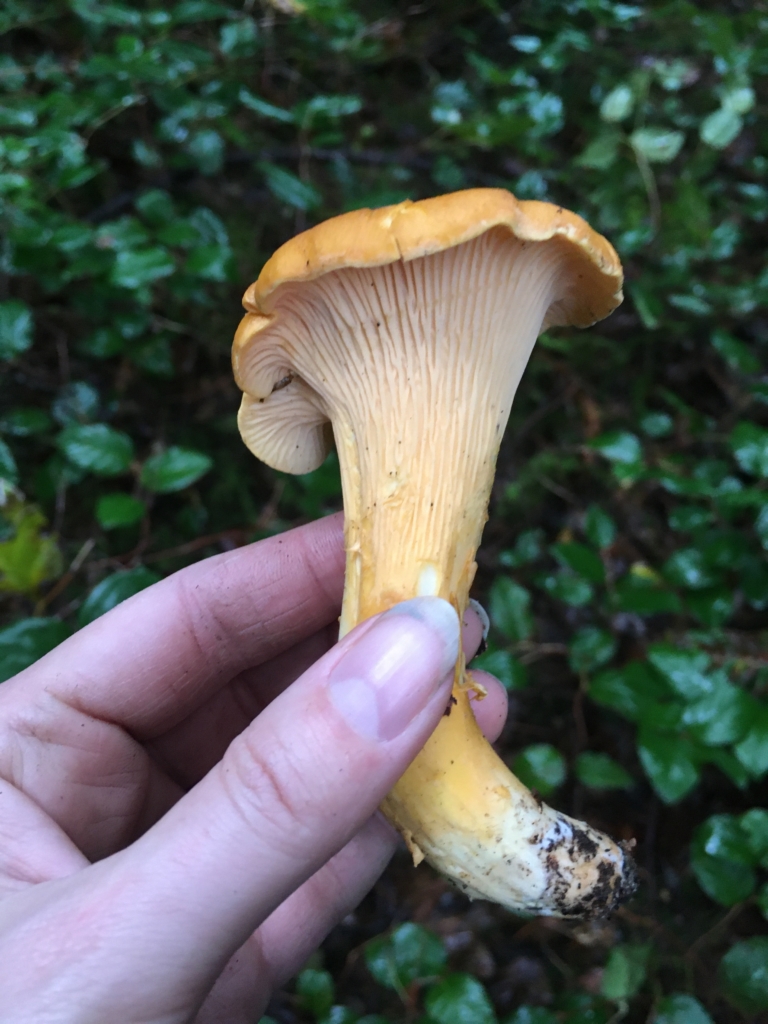 Pacific golden chanterelle