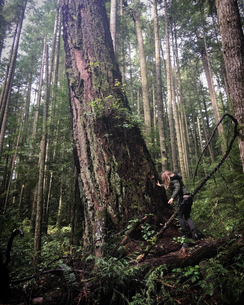 Ancient Douglas firs at Big Tree Rec Site