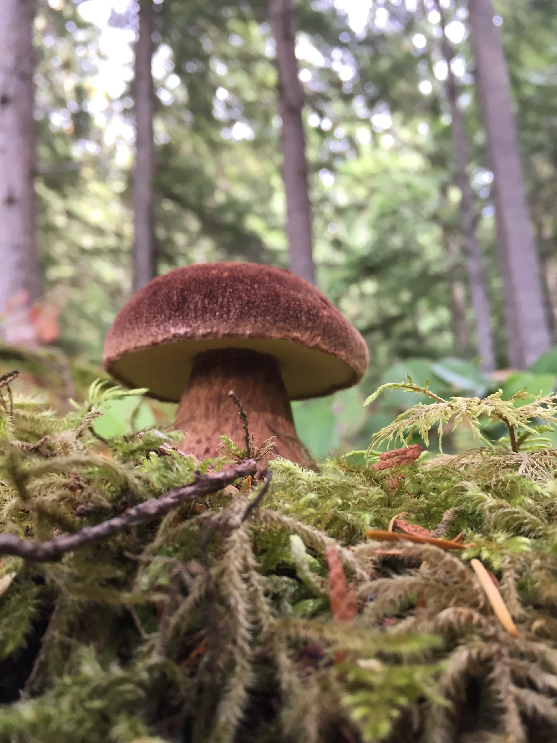 A bolete growing in the rainforest