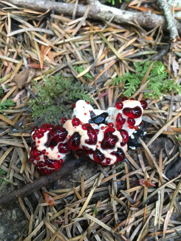 Bleeding Tooth Fungus