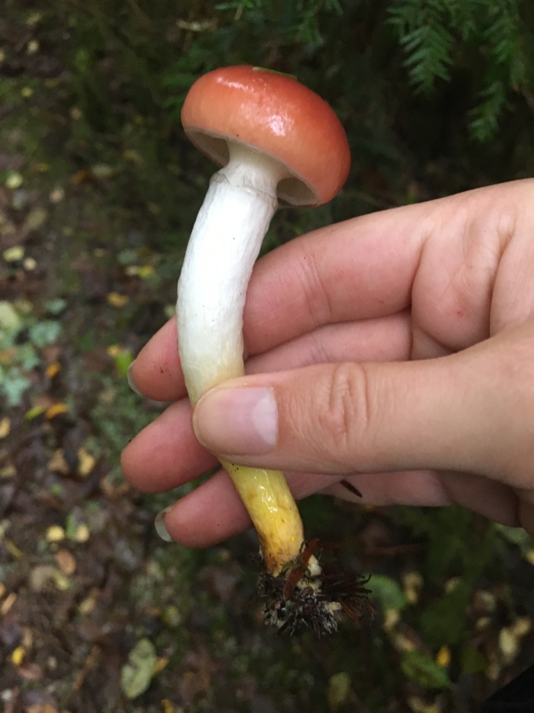 Rosy Gomphidius, a slime spike mushroom