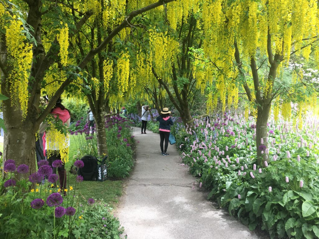 VanDusen Botanical Garden's Laburnum Walk in May 2022