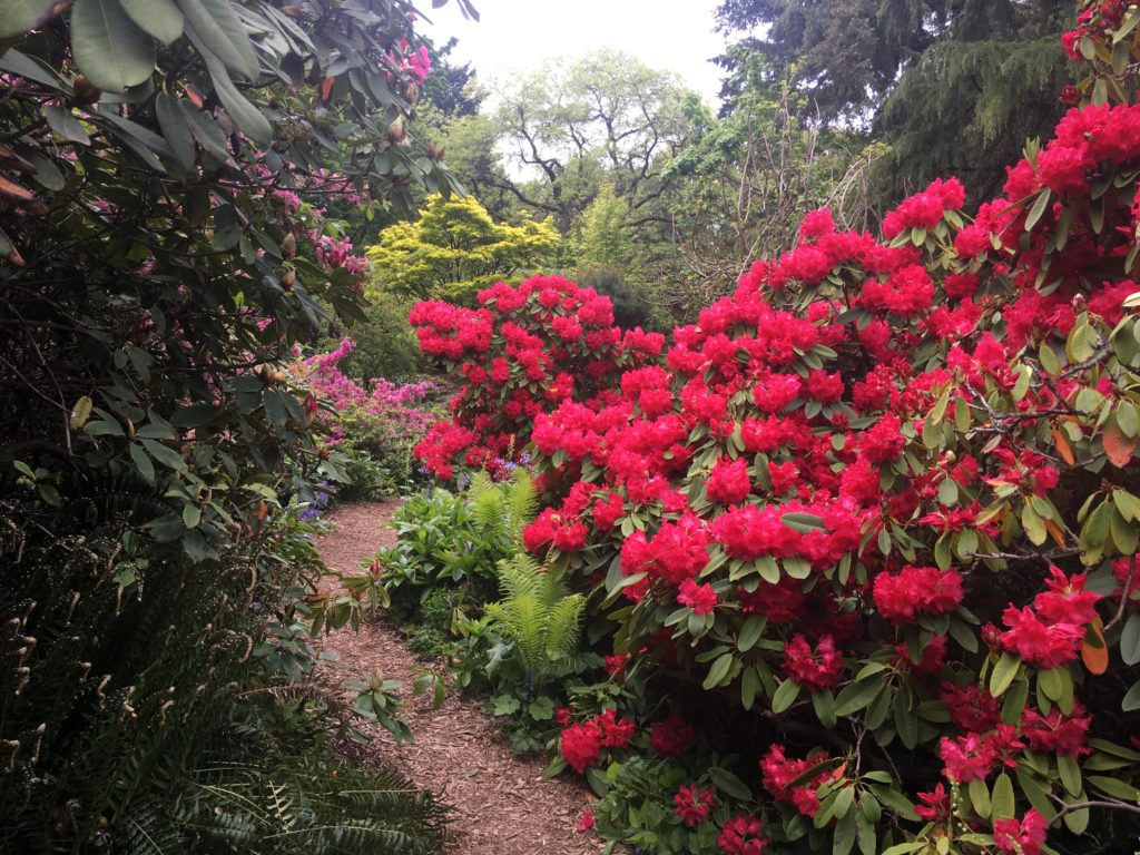 Rhododendrons and azaleas along the Azalea Walk in VanDusen Botanical Garden