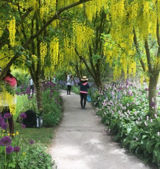 VanDusen Botanical Garden's Laburnum Walk in May 2022