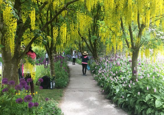 VanDusen Botanical Garden's Laburnum Walk in May 2022