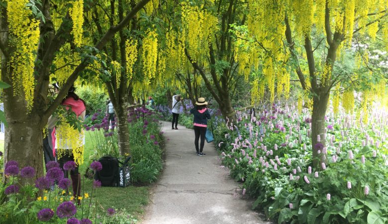 VanDusen Botanical Garden's Laburnum Walk in May 2022