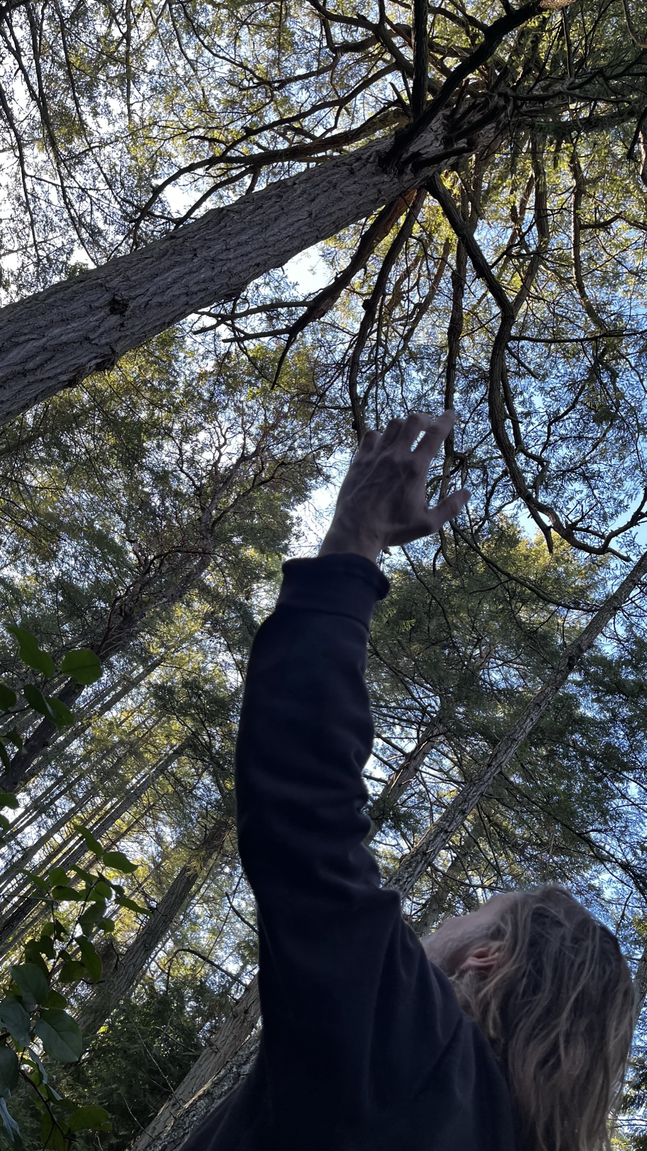 Sam reaching up to the Coastal Douglas fir