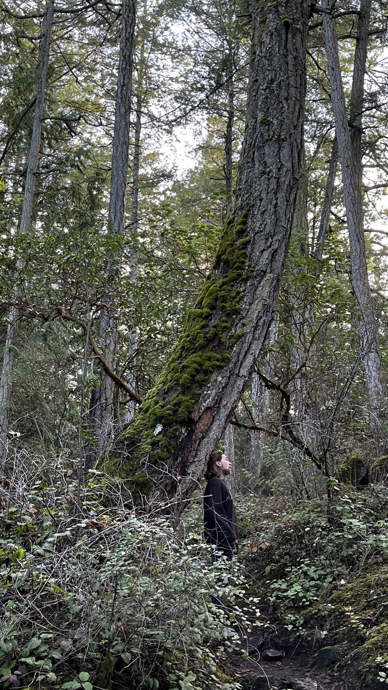 An old Coastal Douglas fir at Smuggler Cove Provincial Park.